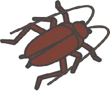 ヤマトゴキブリ