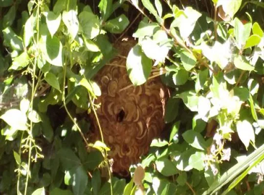 京都府綴喜郡宇治田原町スズメバチ駆除