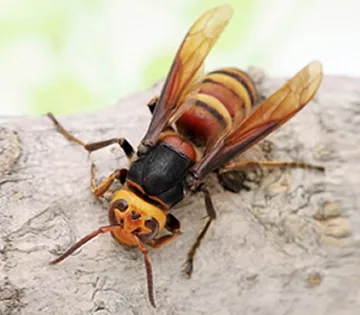 スズメバチ