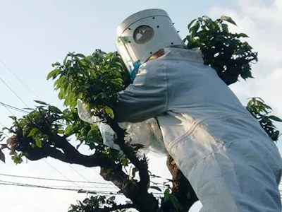 庭の蜂の巣駆除