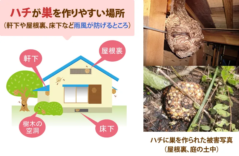 ハチが巣を作りやすい場所(軒下や屋根裏、床下など雨風が防げるところ