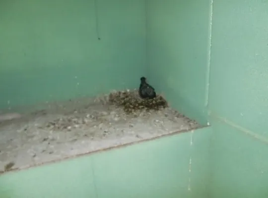兵庫県猪名川町鳩糞清掃と防鳩ネット