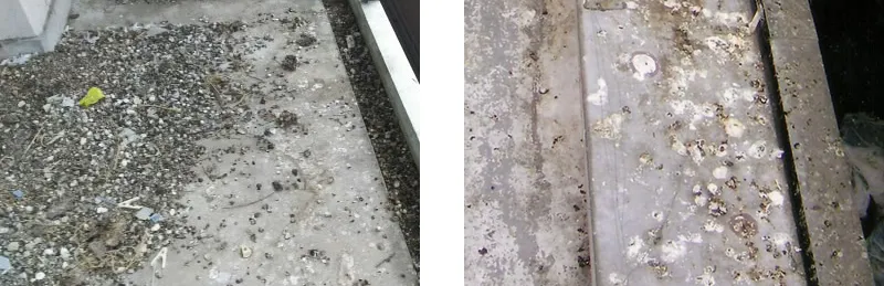 ハトのフンが腐食する