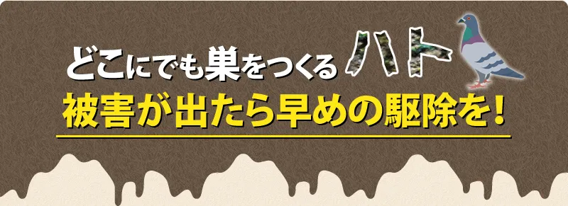 ハトの被害が出たら早めの駆除を!