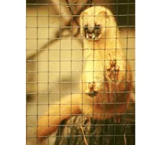 チョウセンイタチ