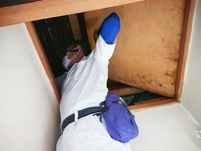 屋根裏イタチの調査