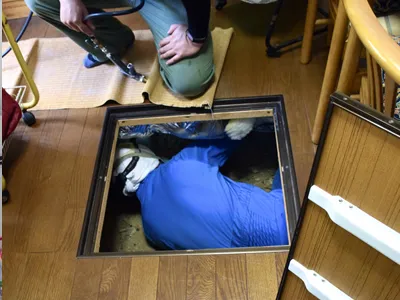 床下のイタチ駆除作業