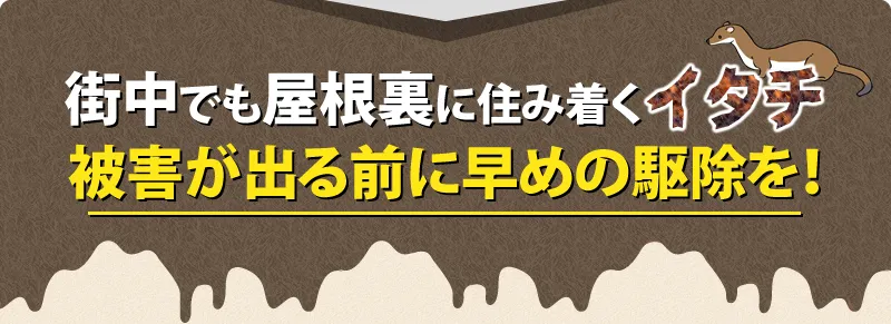 イタチの被害が出たら早めの駆除を!