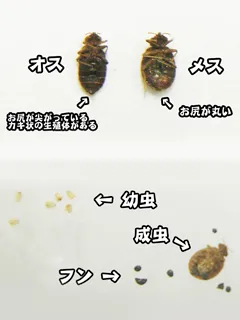 トコジラミの特徴