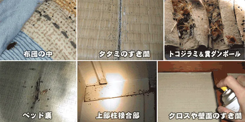 トコジラミが潜んでいる場所