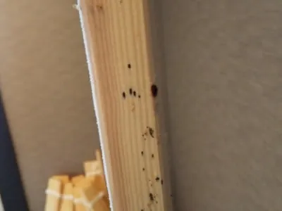 死骸やフンが付着