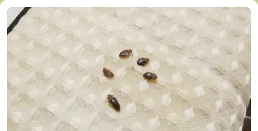 家の中で平べったい虫を見つけた。