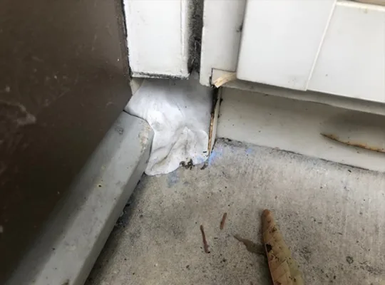 大阪市ネズミ駆除