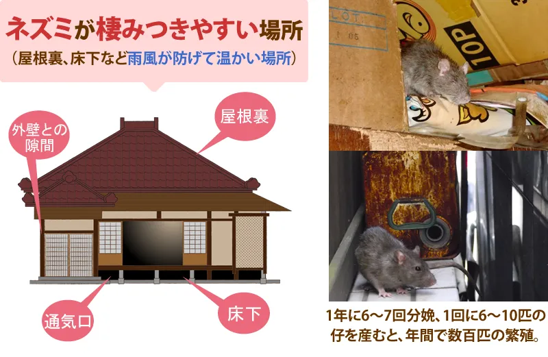 ネズミが棲みつきやすい場所