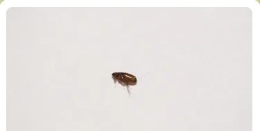 小さい虫がピョンピョン飛び回ってる