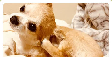 ペットが痒そうにしている