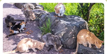 野良ネコが周辺をウロウロしている