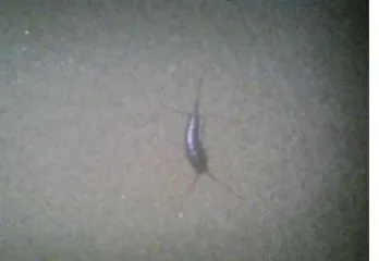 大阪府松原市紙魚(シミ)駆除