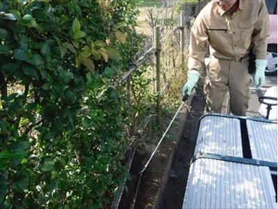 庭のセアカゴケグモ駆除