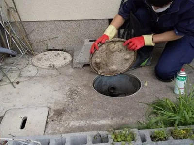 マンホールのセアカゴケグモ駆除