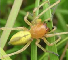 カバキコマチグモの特徴