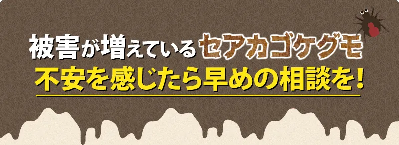 セアカゴケグモの被害が出たら早めの駆除を！