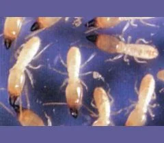 ヤマトシロアリ