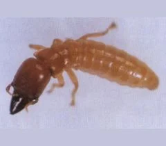 アメリカカンザイシロアリ