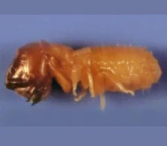 ダイコクシロアリ